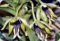 Vanda cristata